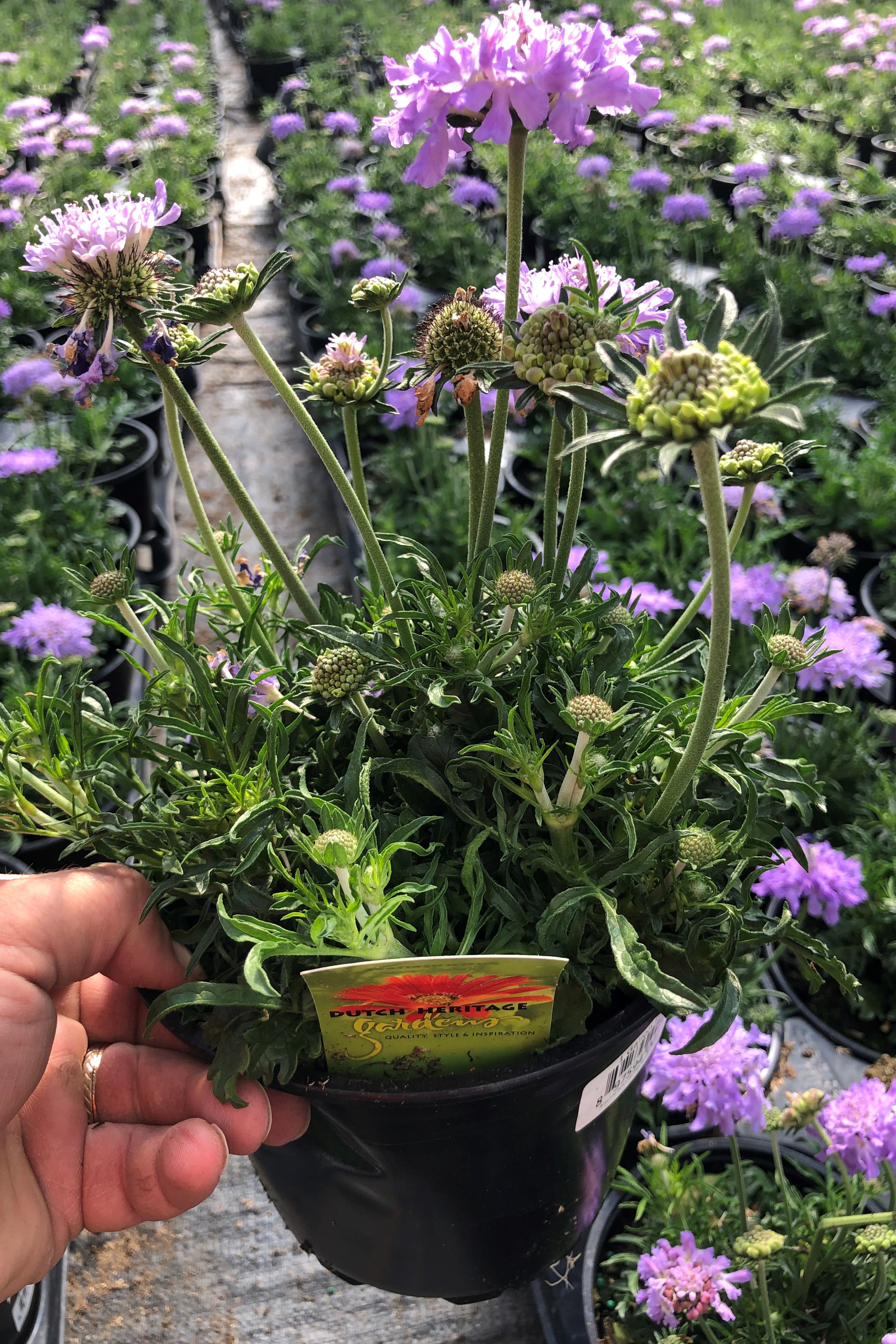 Overwintered Perennial Fed Only with POLYON